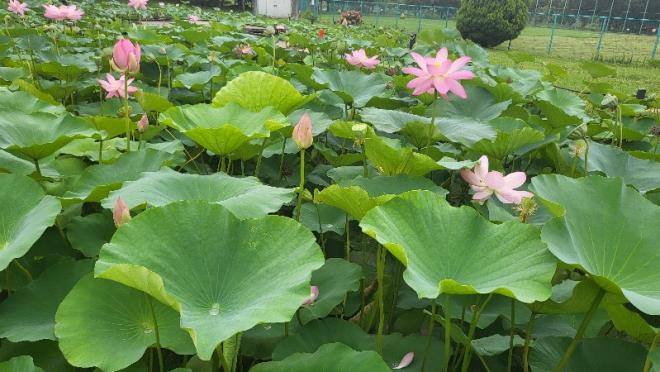 しらさぎ公園ハス0716-4