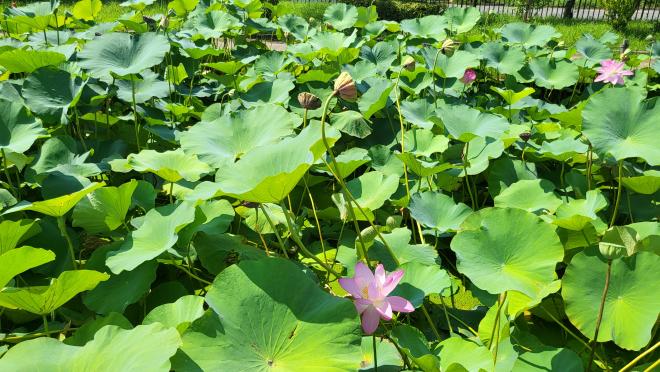 しらさぎ公園0722-2