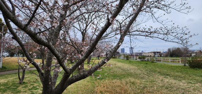 331　千本桜