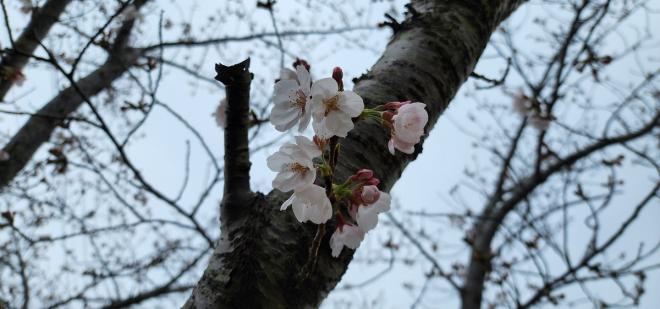 331　2千本桜