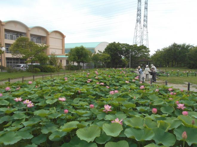 しらさぎ公園ハス池