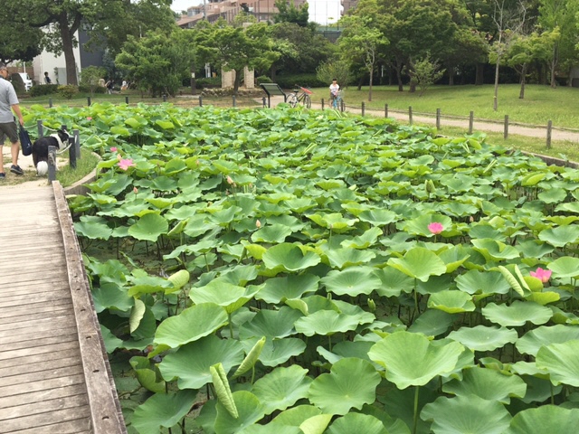 しらさぎハス（全体）