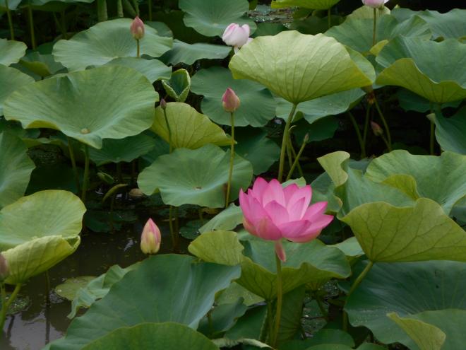 しらさぎハス（花とつぼみ）