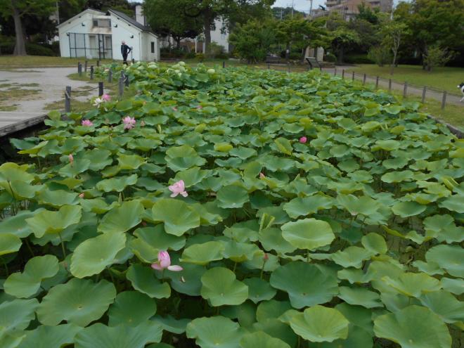 ハス池（広域）