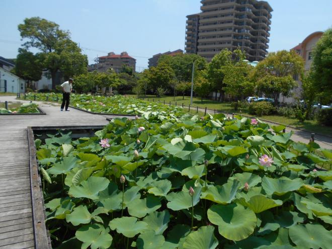 蓮池