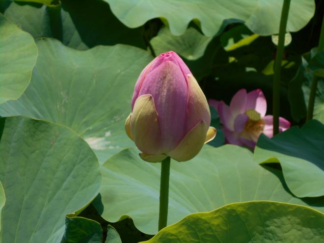 ハス開花前日