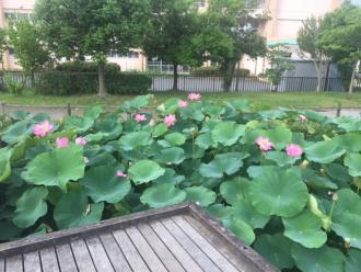 ハス池1