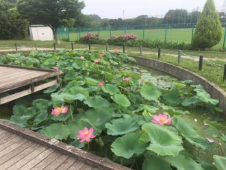 ハス池2
