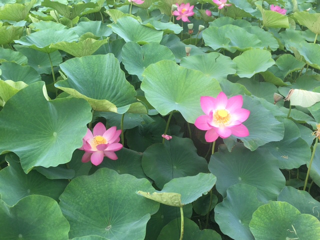 ハスの花