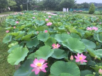 ハス池1
