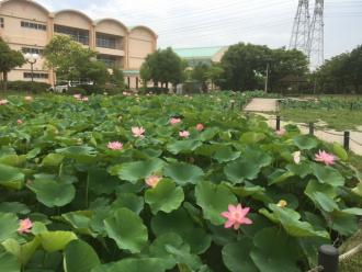 ハス池2