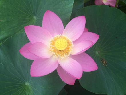 ハスの花
