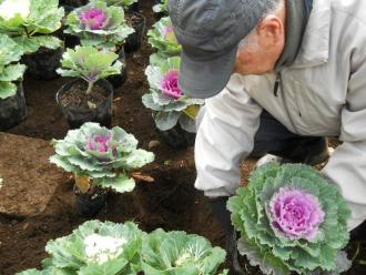 ハボタン植付け