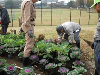 ハボタン植付け