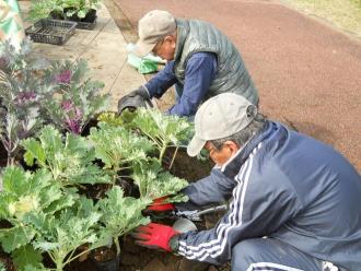 ハボタン植付け