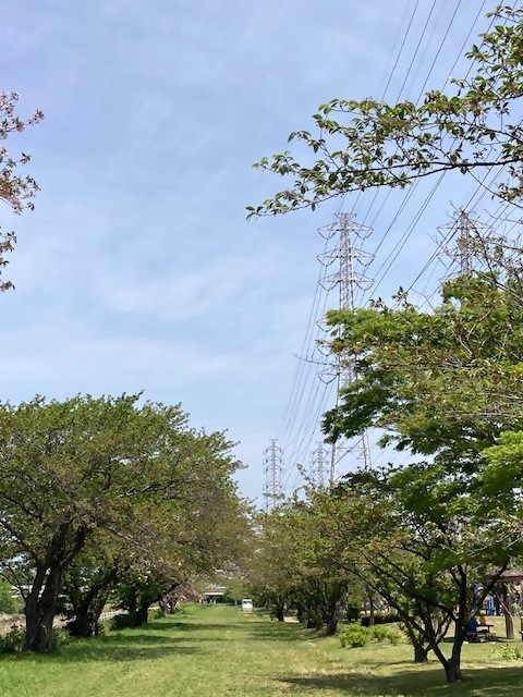 sakura1