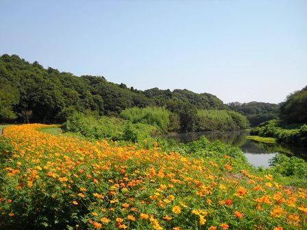 秋コスモス