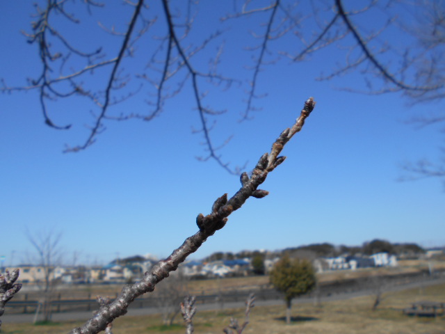 someiyoshinoeda