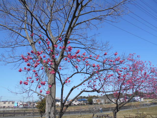 kanhizakura