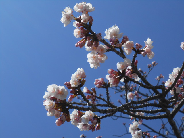 kanzakura