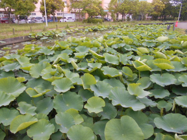 しらさぎ公園1-527
