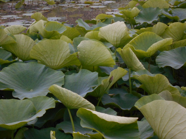 しらさぎ公園2-527