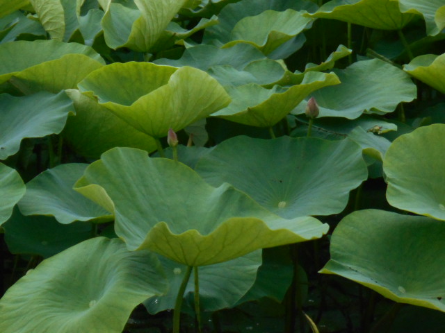 しらさぎ公園3-527