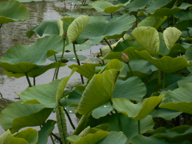 しらさぎ公園4-527