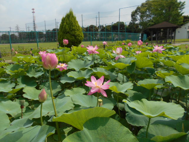 sirasagi