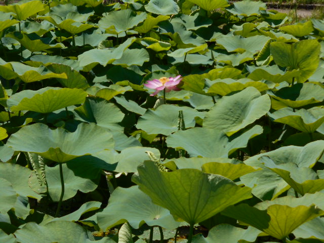 開花2