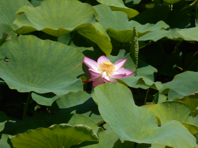 開花
