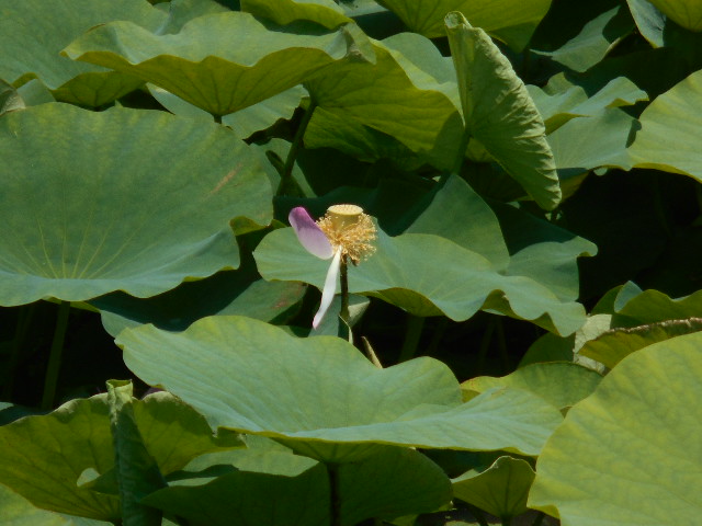 花托