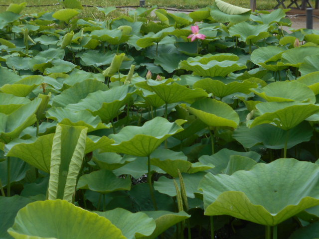 しらさぎ公園ハス0612-1