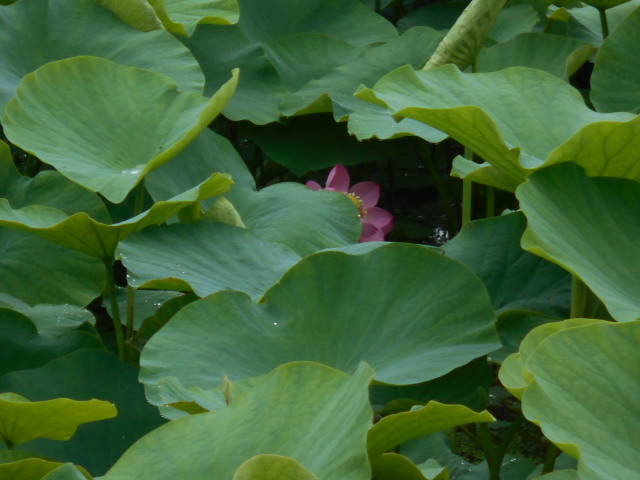 しらさぎ公園ハス0612-2