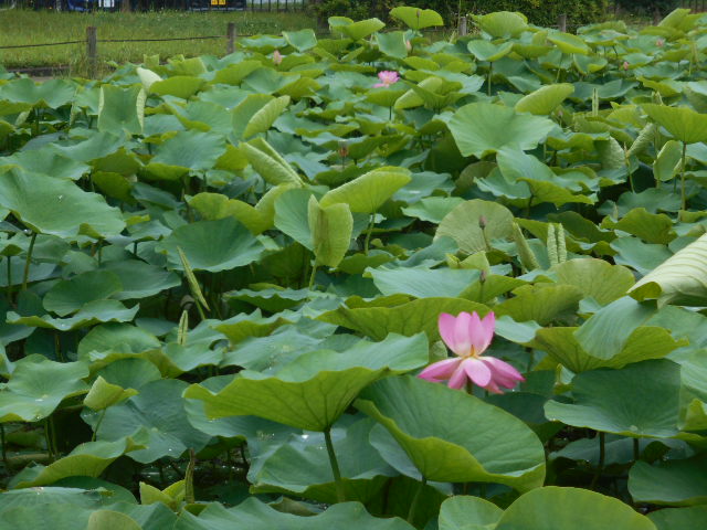 しらさぎ公園ハス0612-3