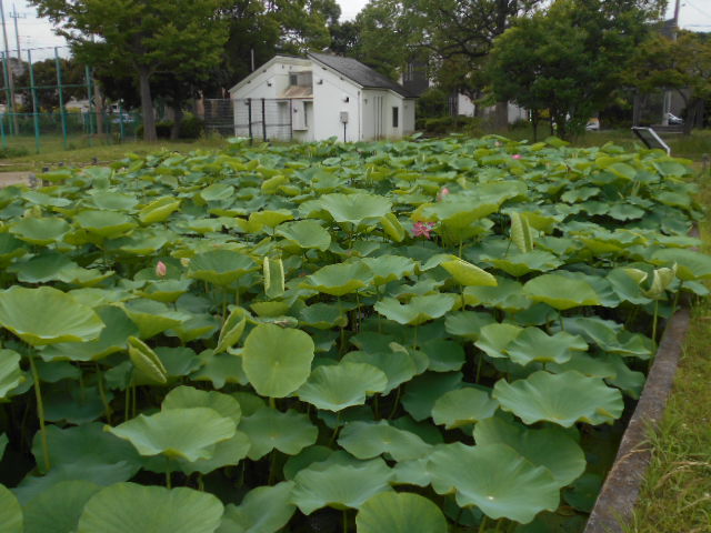 しらさぎ公園0614-1