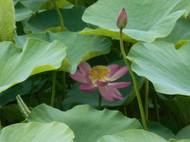 しらさぎ公園0616-2