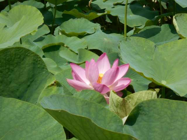 しらさぎ公園0616-6