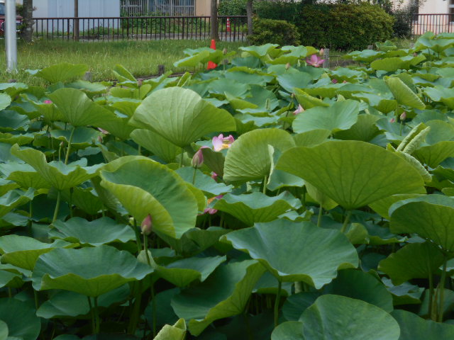 しらさぎ0616-1