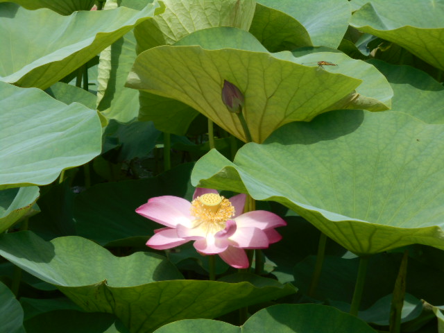 しらさぎ公園ハス0620-4