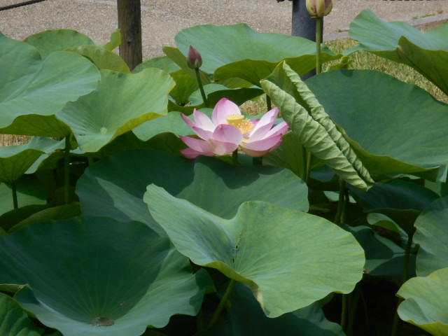 しらさぎ公園0620-2