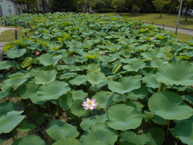 しらさぎ公園0620-1