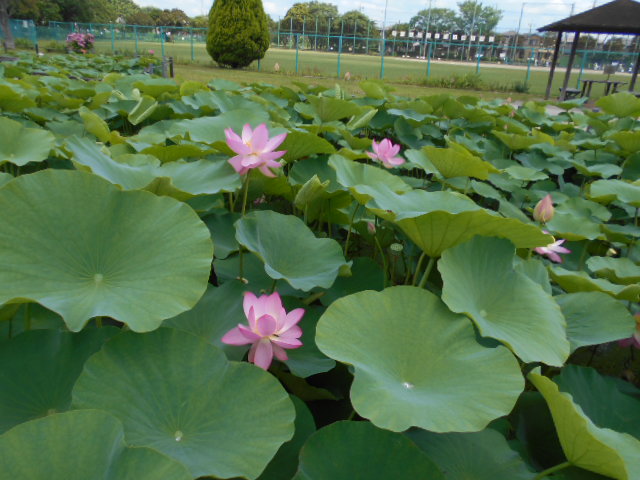 しらさぎ公園0621-2