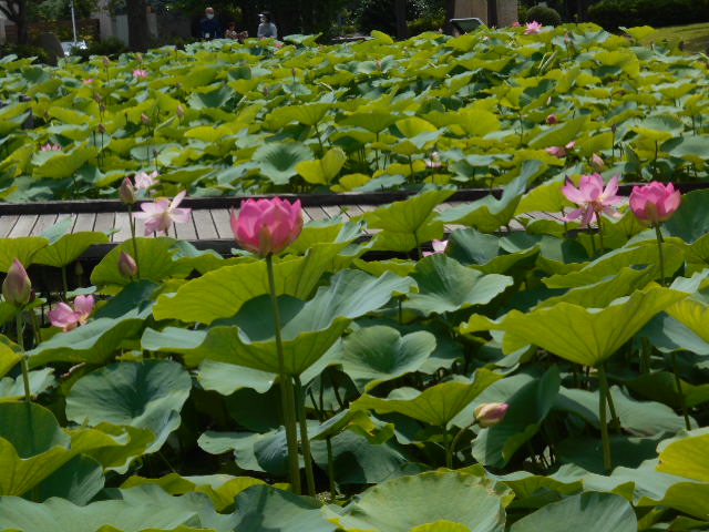 しらさぎ公園ハス0621-1