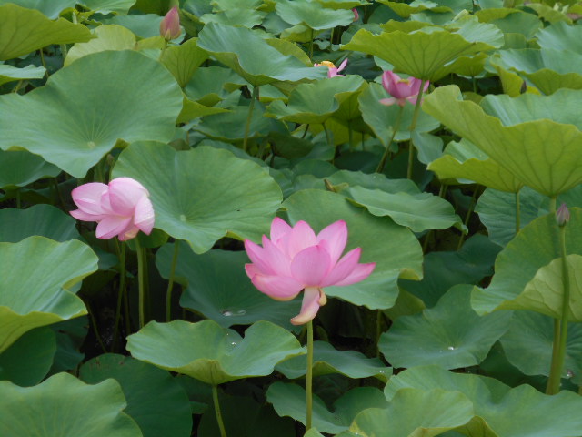 しらさぎ公園0623-2
