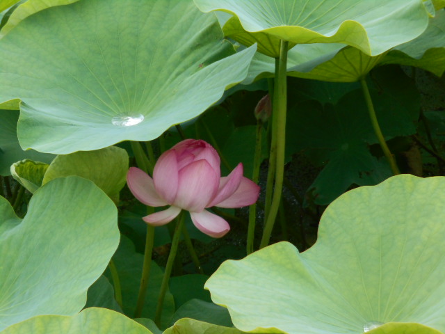 しらさぎ公園0623-3