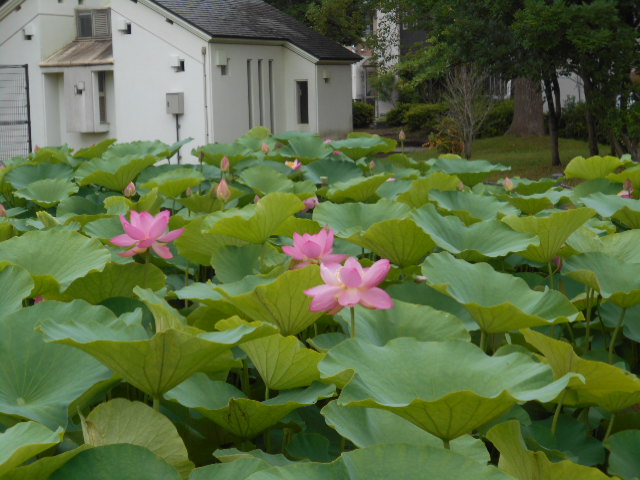 しらさぎ公園ハス0623-4