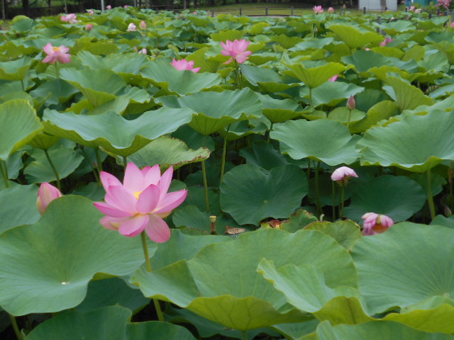 しらさぎ公園0624-6