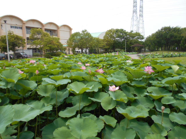 しらさぎ公園626-1
