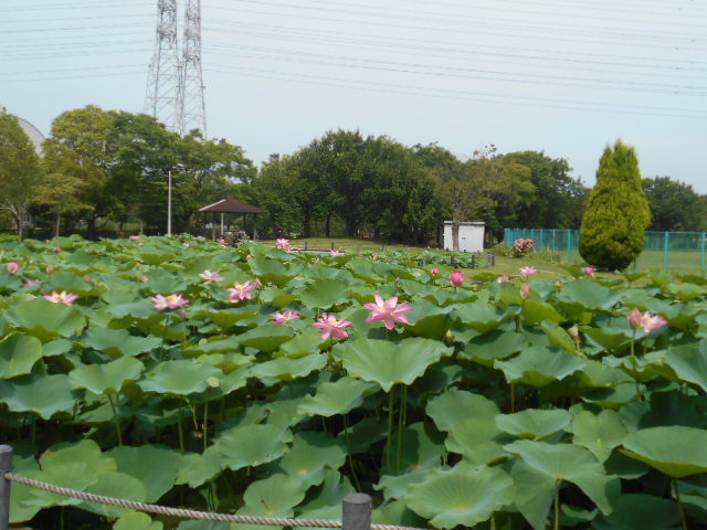 しらさぎ公園628-1